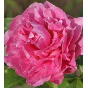 Virginia Emerson 3/5